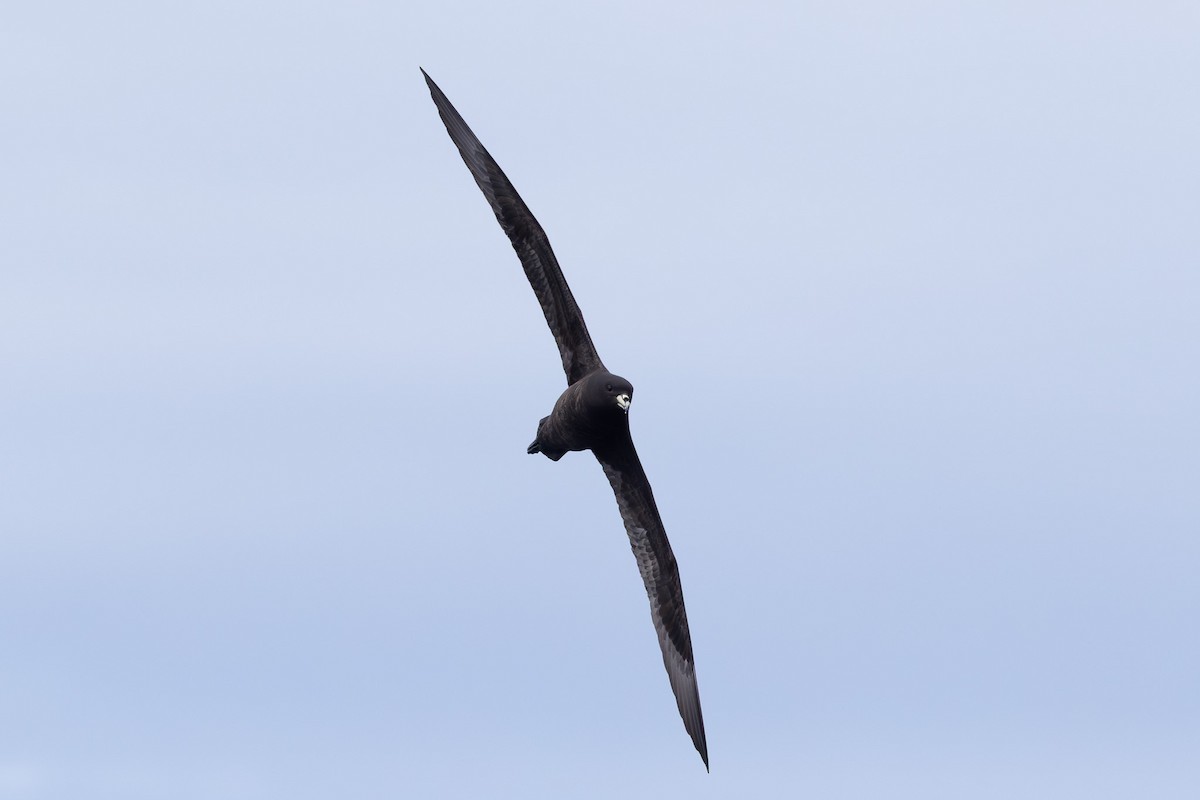 Parkinson's Petrel - ML640646536
