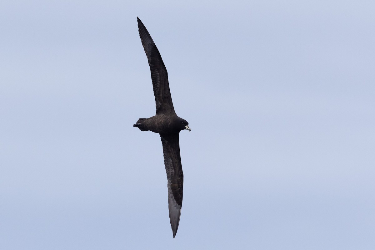 Parkinson's Petrel - ML640646539