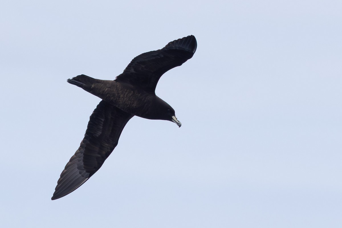 Parkinson's Petrel - ML640646540