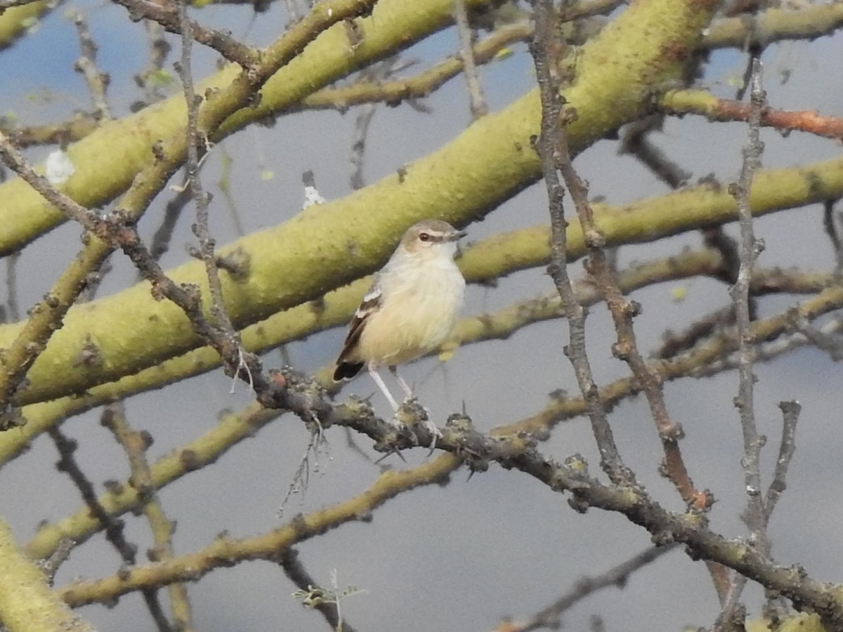 Short-tailed Field Tyrant - ML640646541
