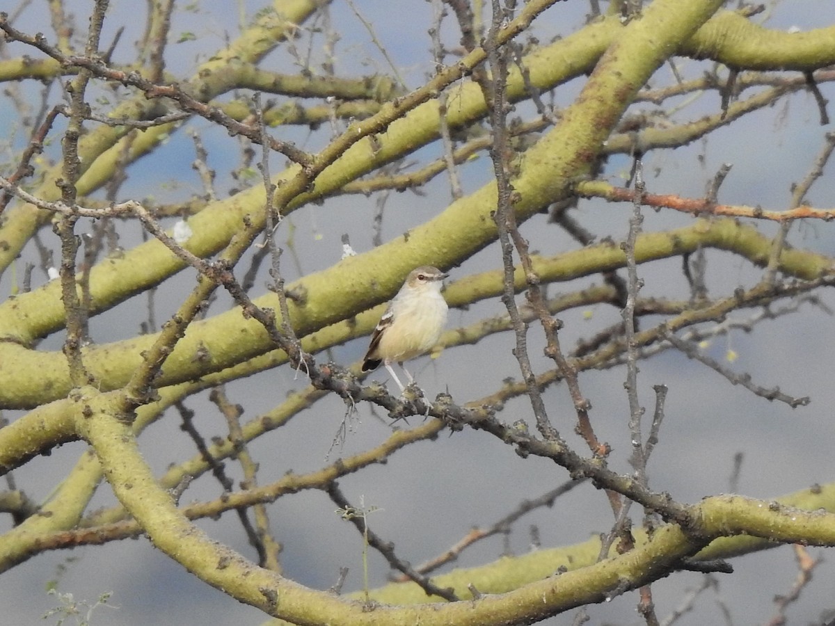 Short-tailed Field Tyrant - ML640646542