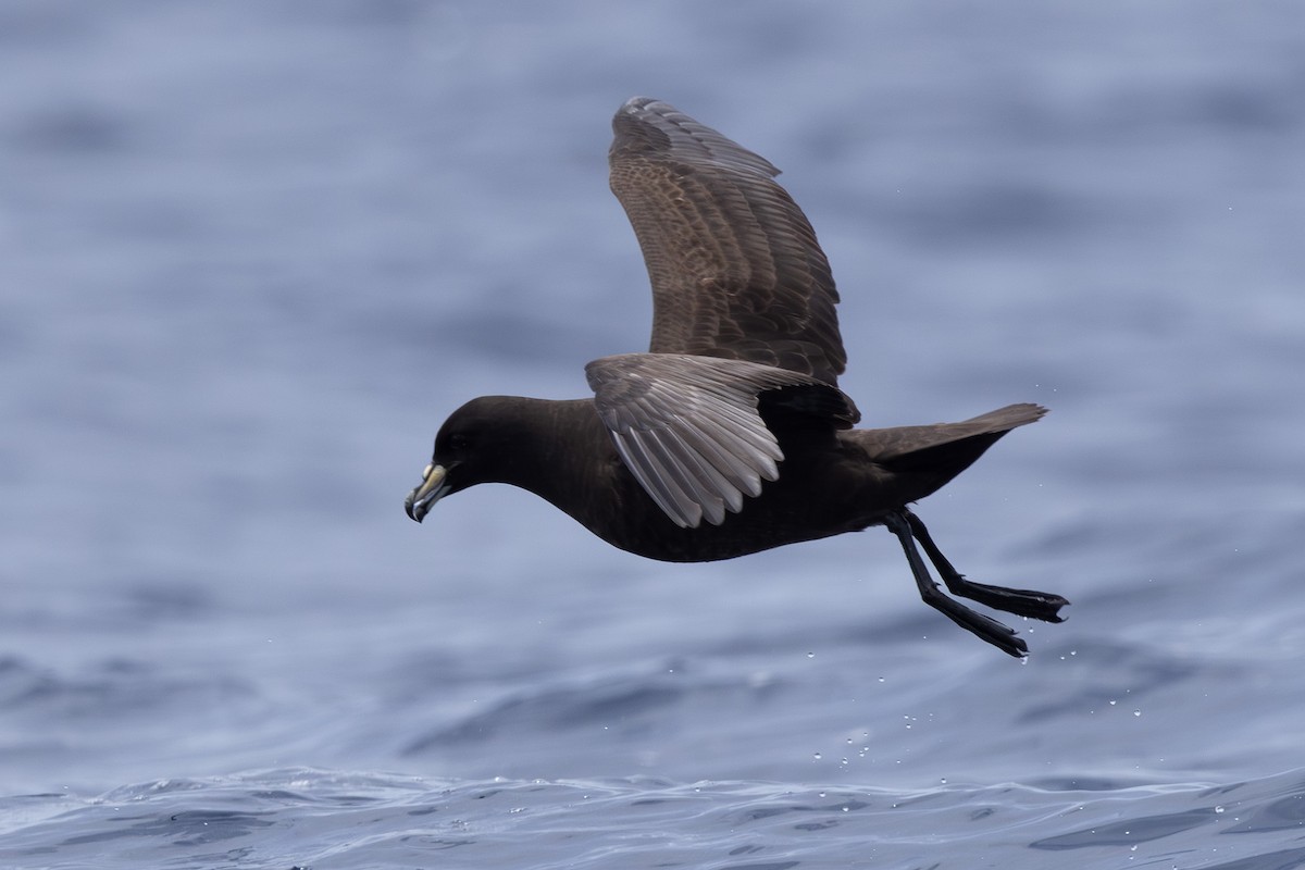Parkinson's Petrel - ML640646583