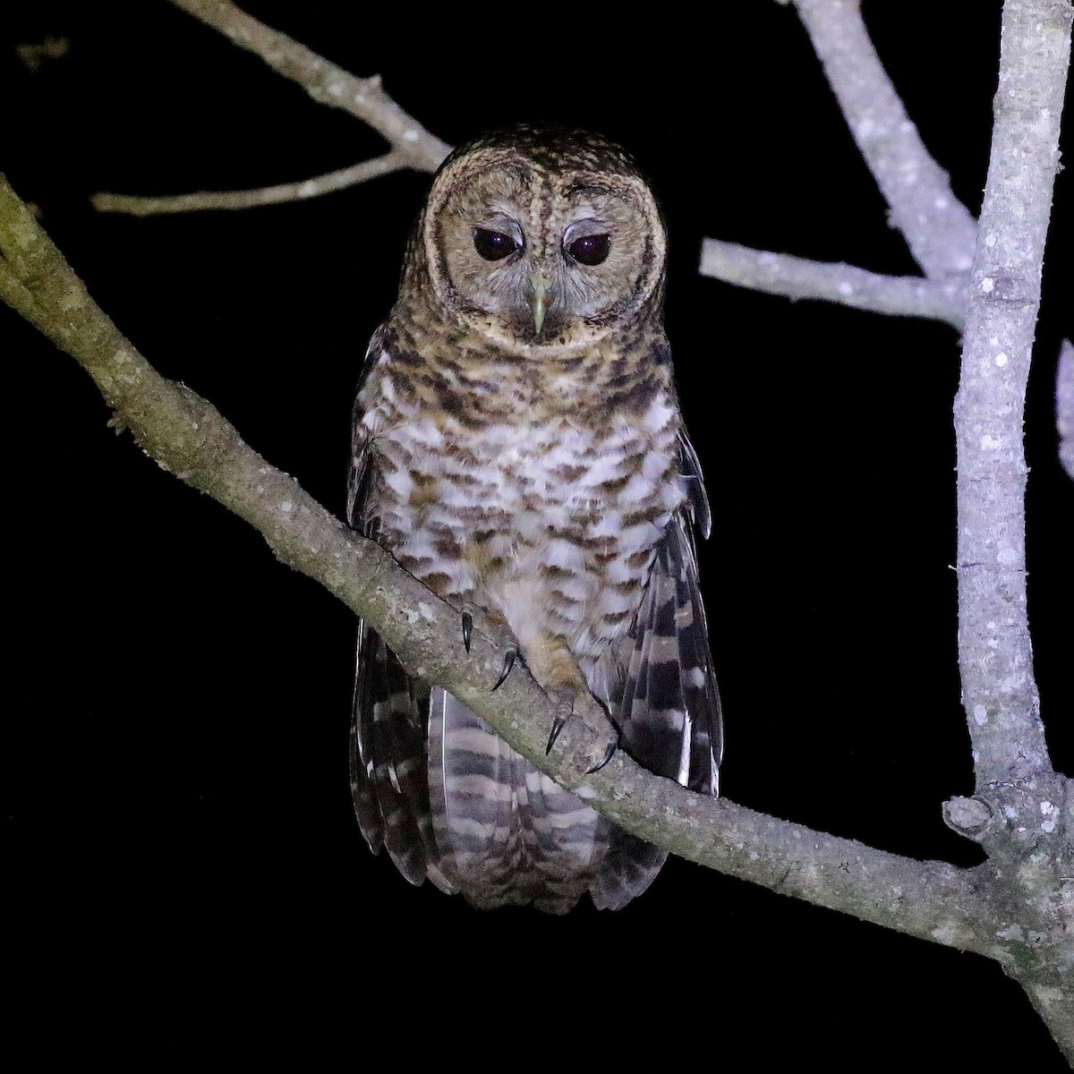 Rusty-barred Owl - ML640646597