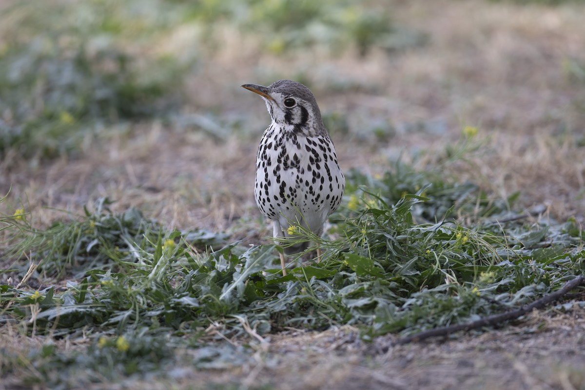 Groundscraper Thrush - ML640646613