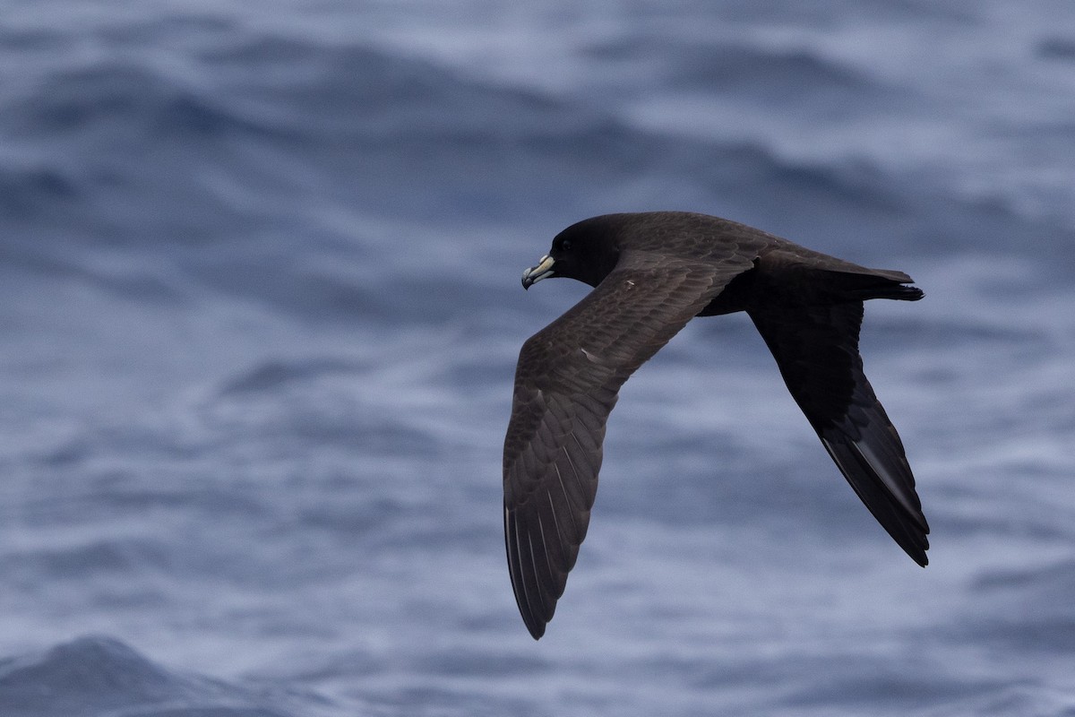 Parkinson's Petrel - ML640646620
