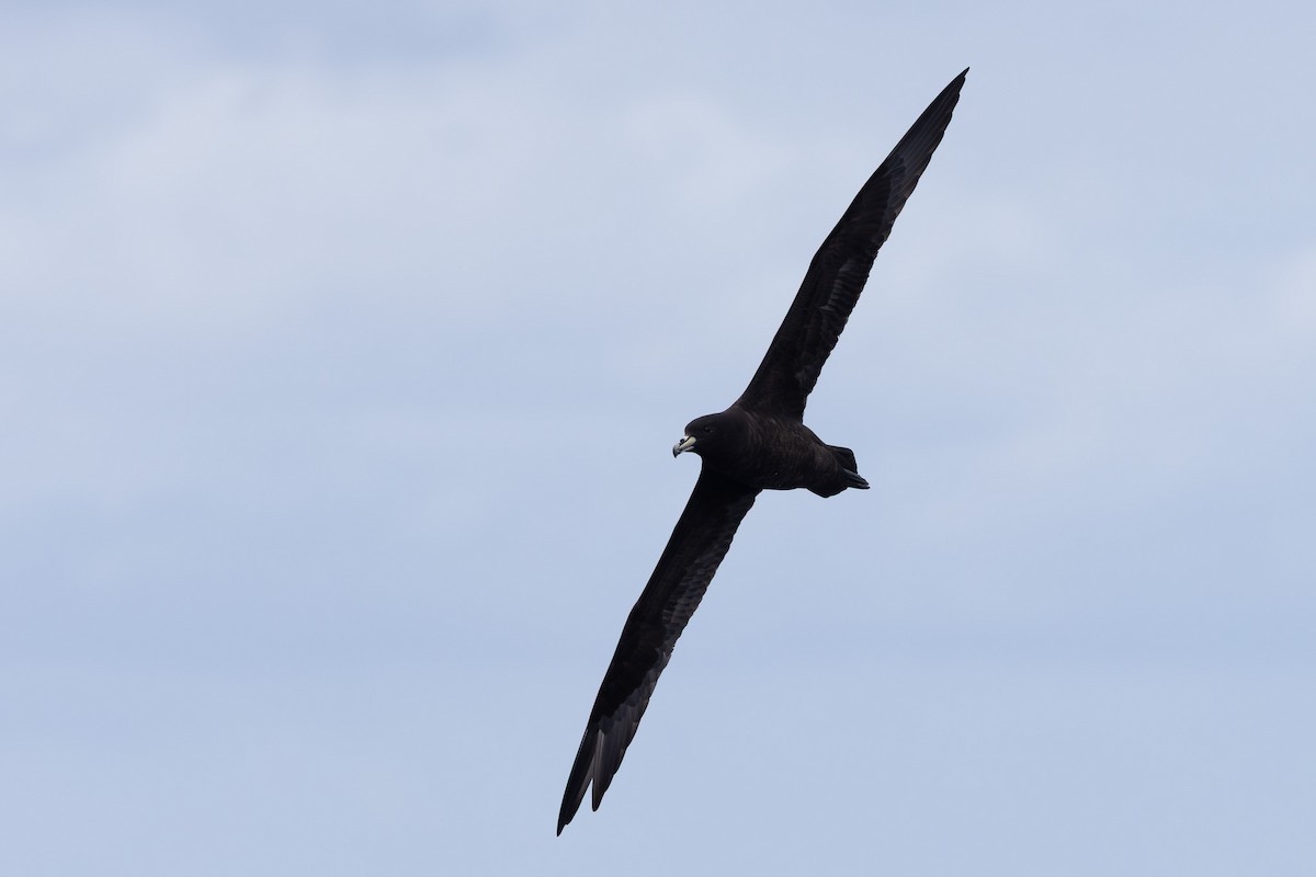 Parkinson's Petrel - ML640646628