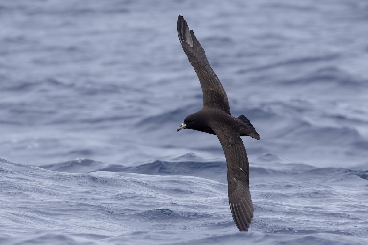 Parkinson's Petrel - ML640646631