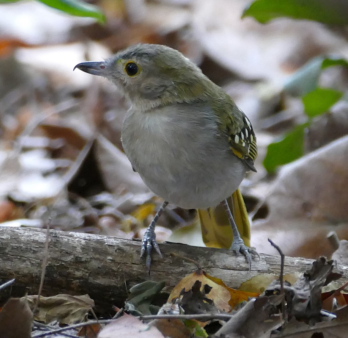Eastern Nicator - ML640646656