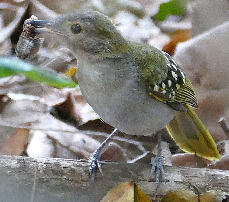 Eastern Nicator - ML640646657