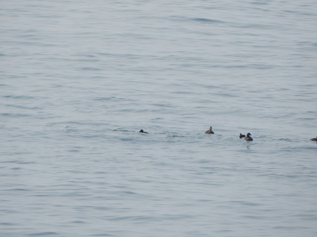 Common Eider - ML640646724