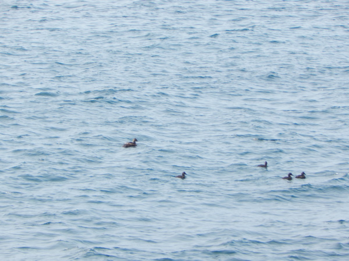 Common Eider - ML640646725