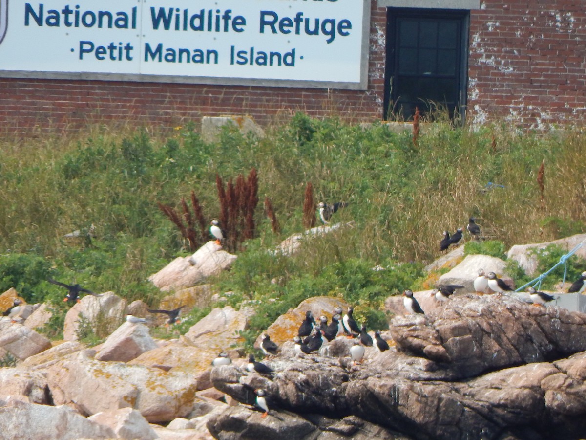 Atlantic Puffin - ML640646731