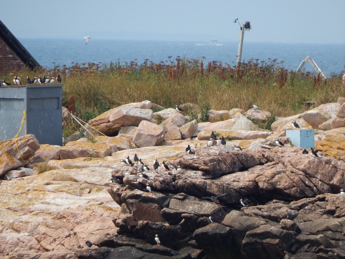 Atlantic Puffin - ML640646732