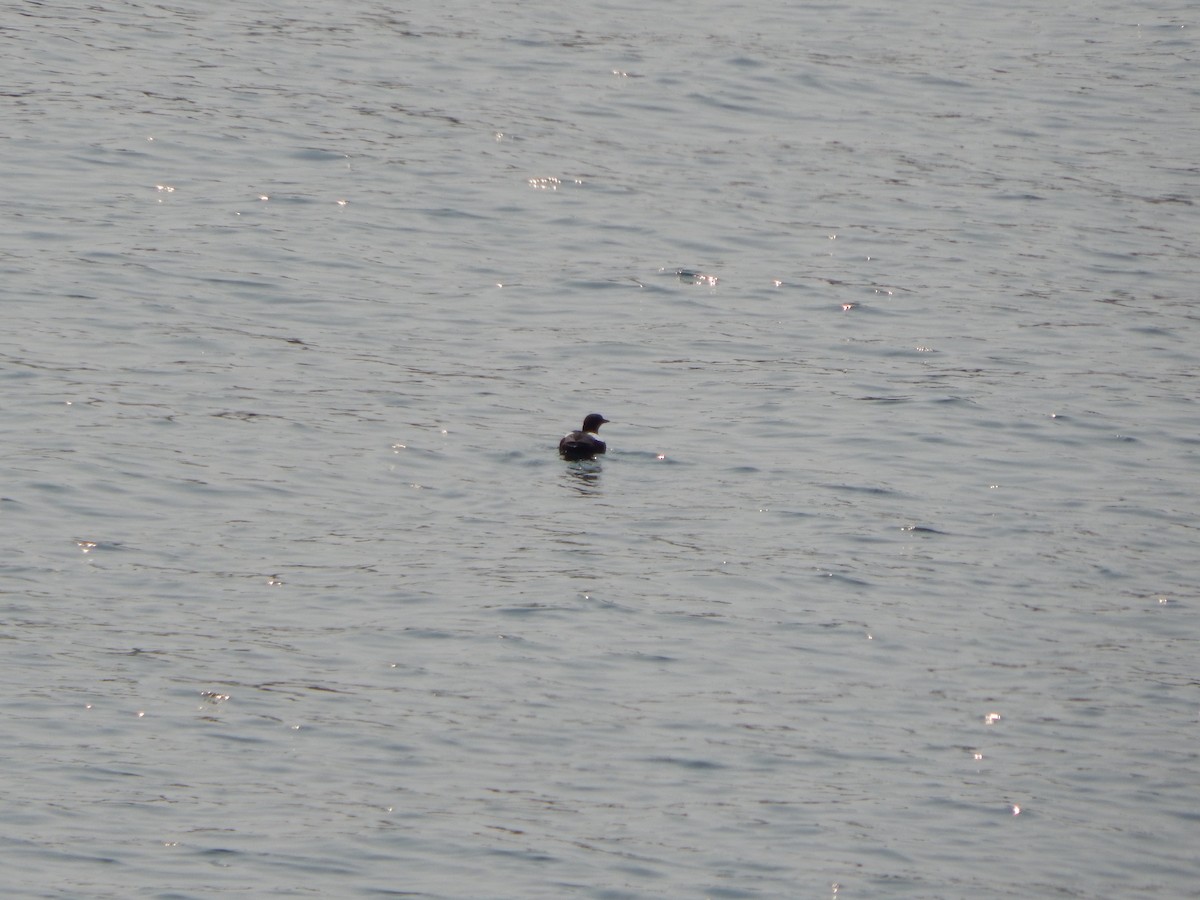 Black Guillemot - ML640646736