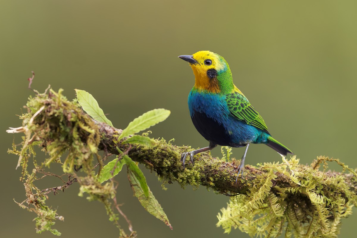 Multicolored Tanager - ML640646742
