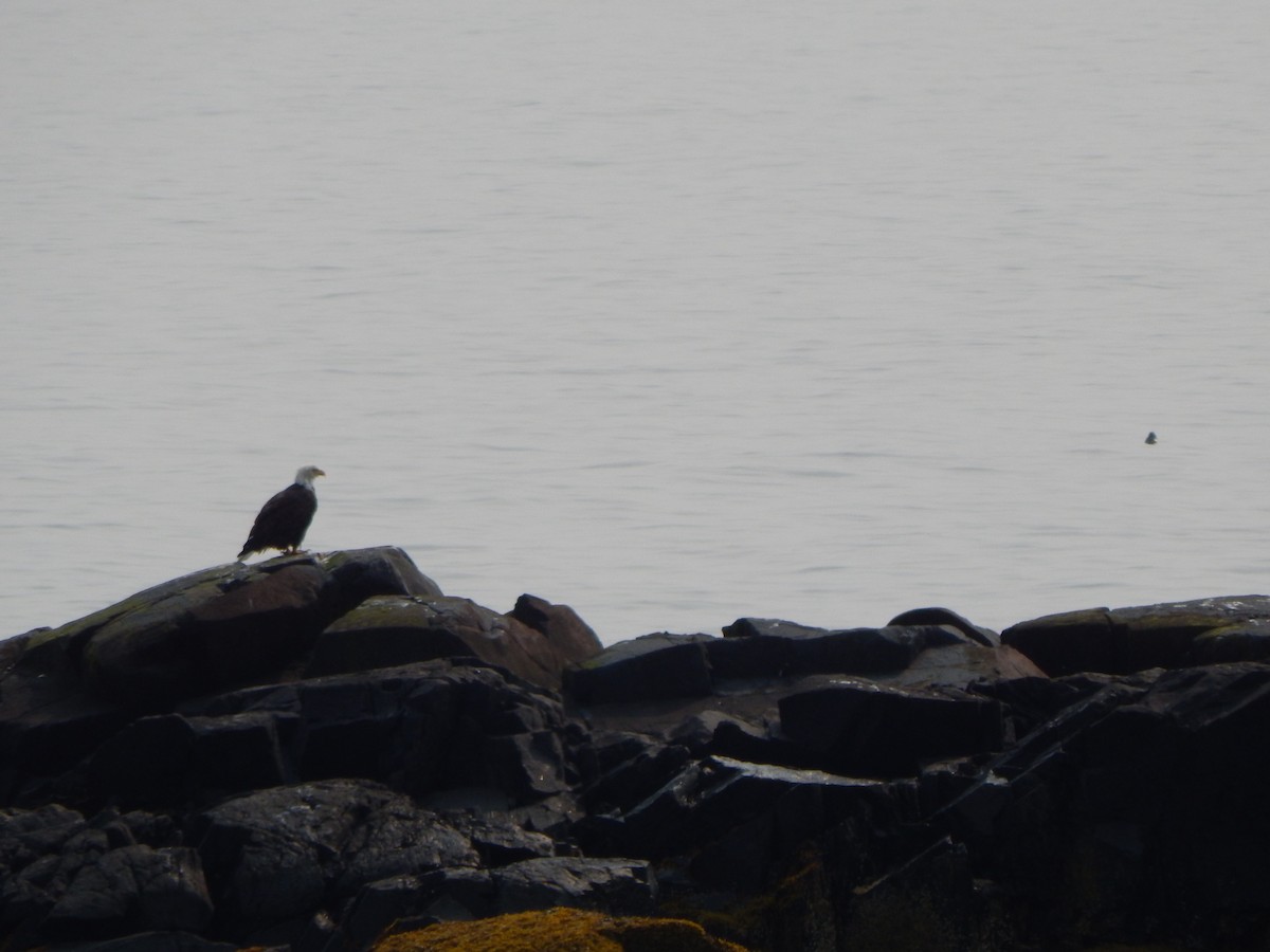 Bald Eagle - ML640646744