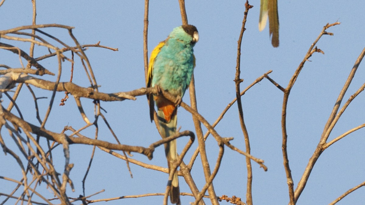 ヒスイインコ - ML640646745
