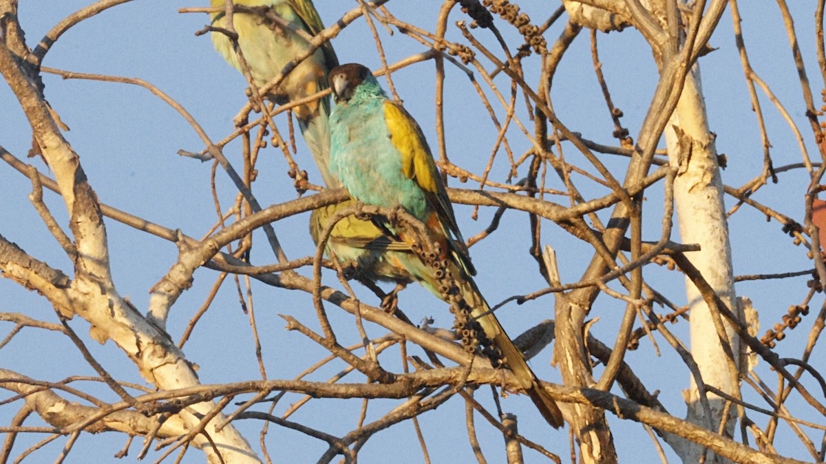 ヒスイインコ - ML640646753