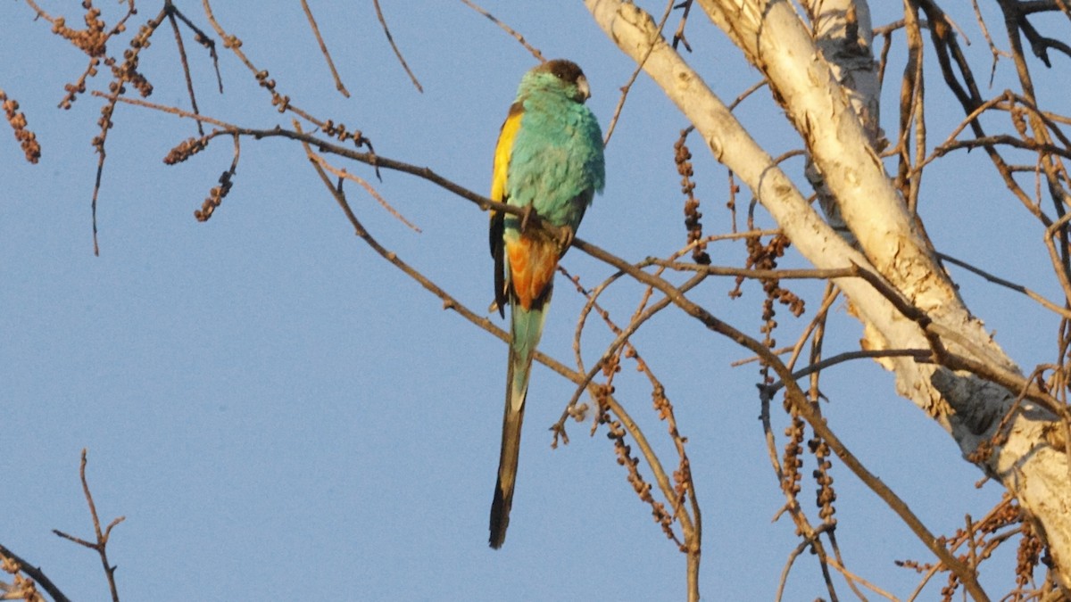 ヒスイインコ - ML640646756