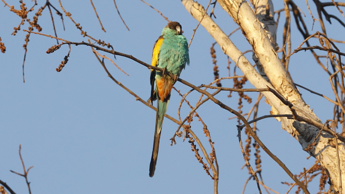 ヒスイインコ - ML640646757