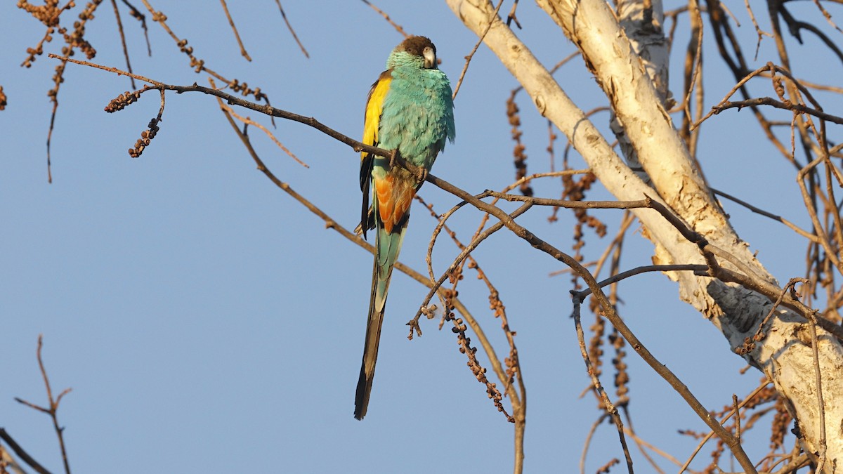 ヒスイインコ - ML640646758