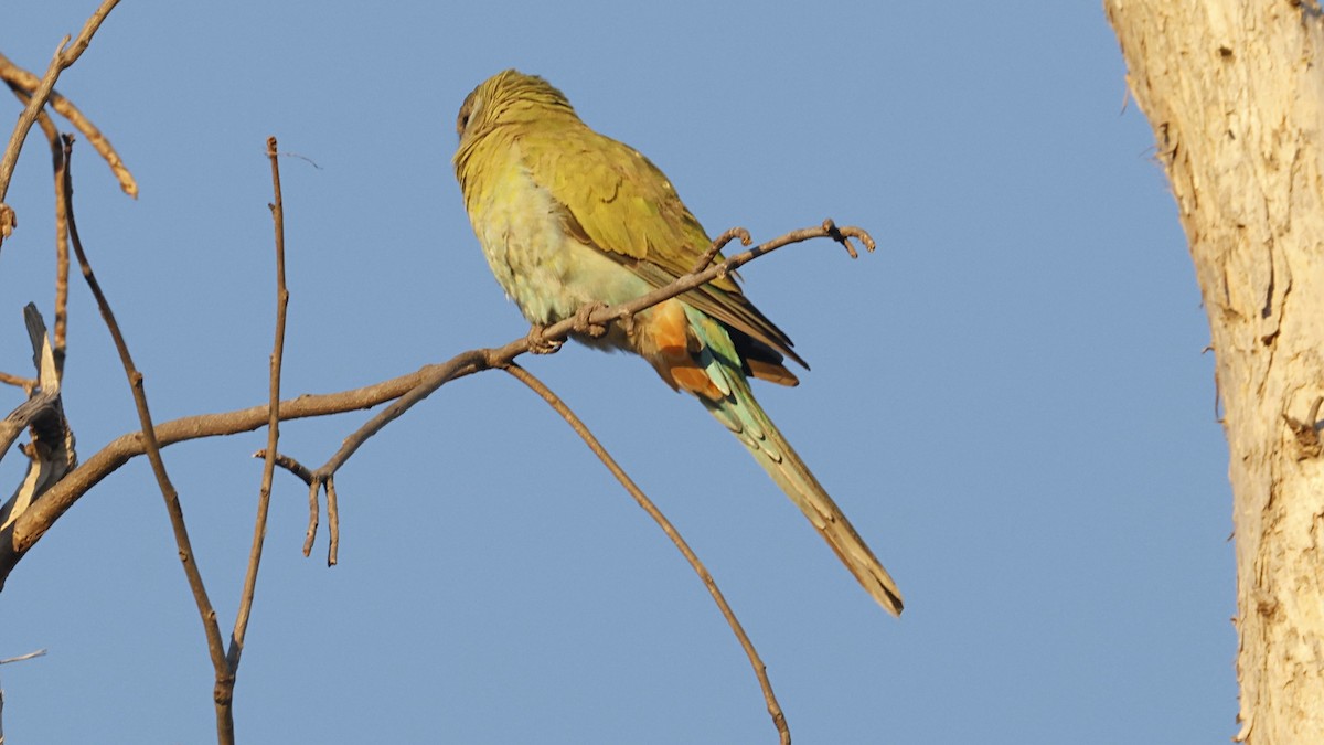 ヒスイインコ - ML640646760