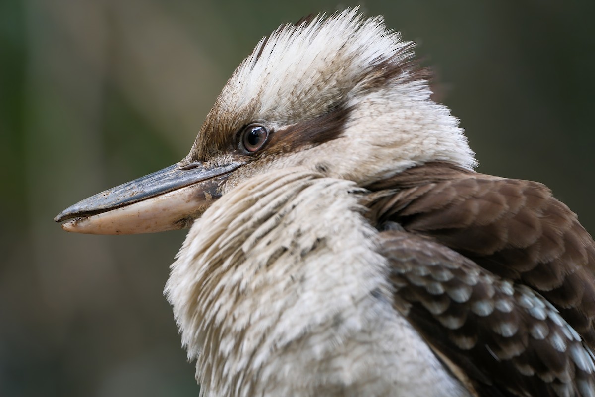 Laughing Kookaburra - ML640646777