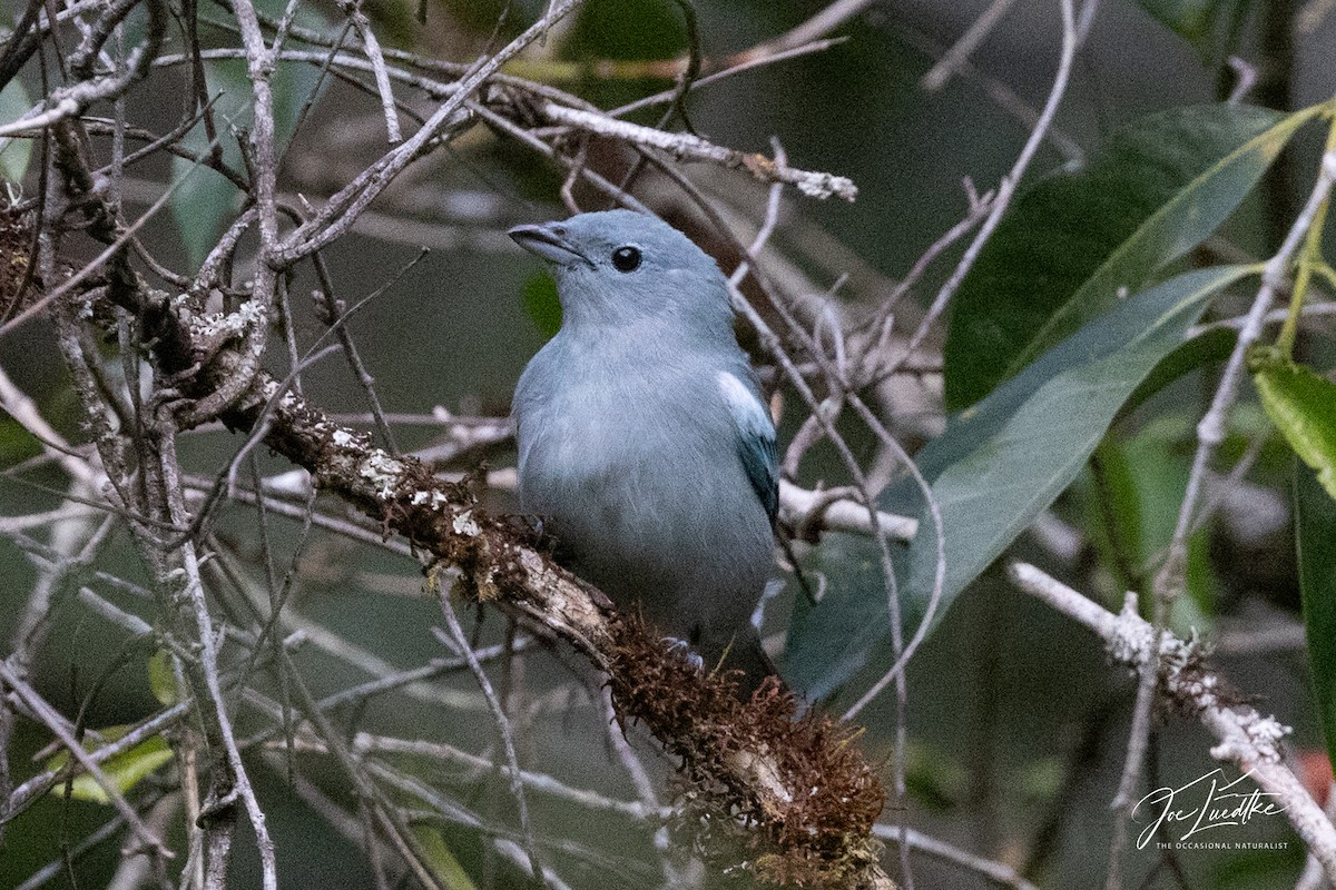 Blue-gray Tanager - ML640646791