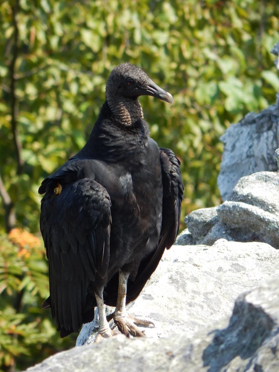 Black Vulture - ML640646817