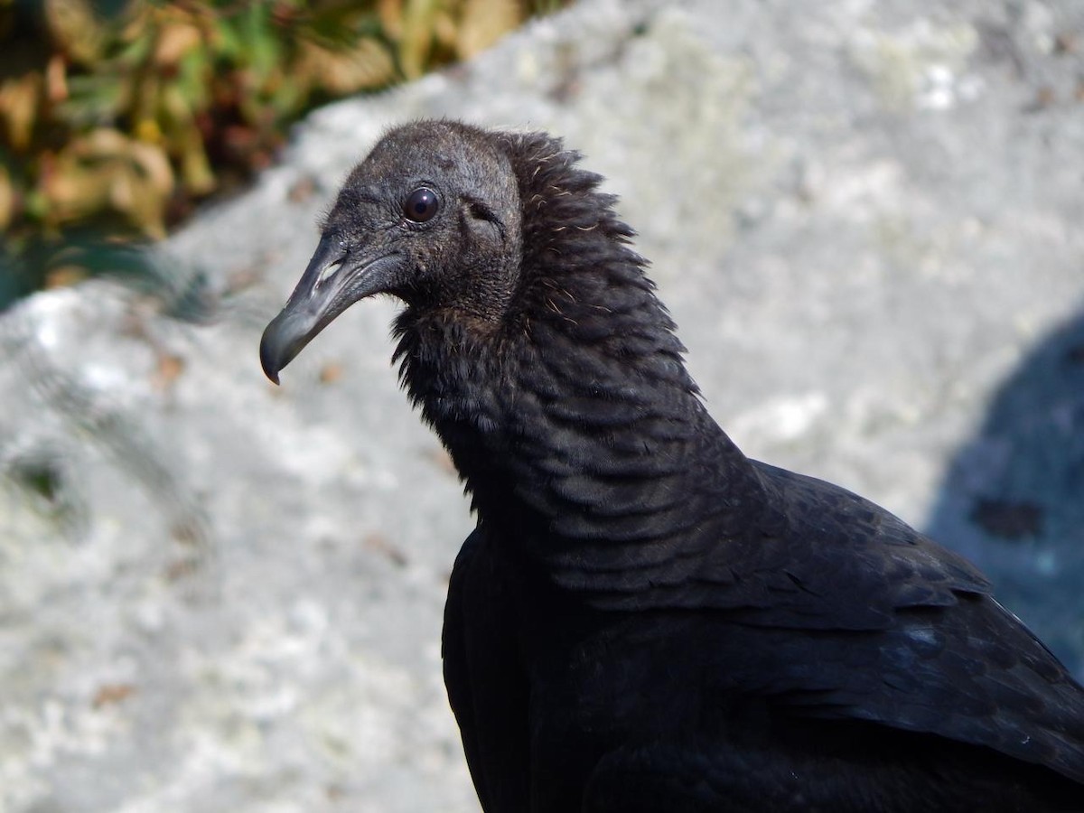 Black Vulture - ML640646818