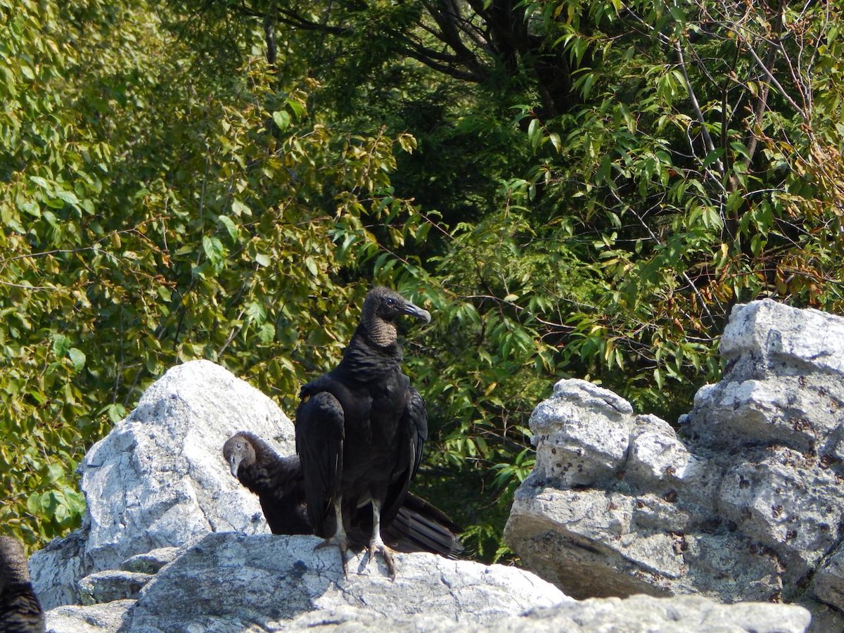 Black Vulture - ML640646819