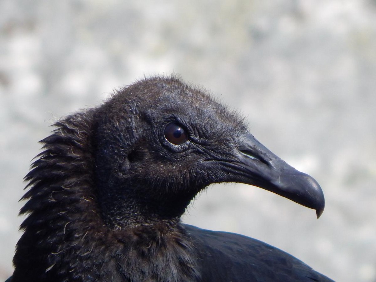 Black Vulture - ML640646820