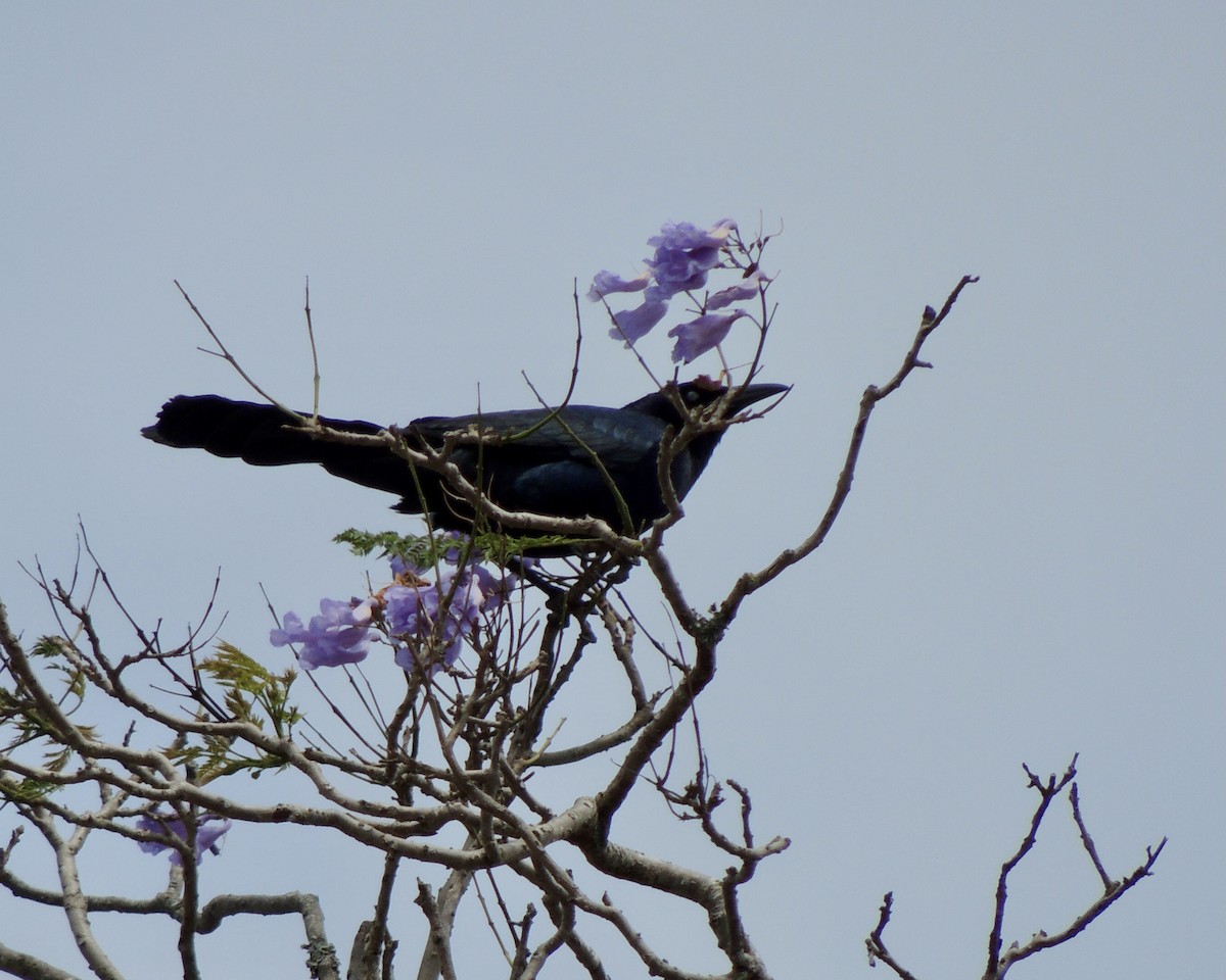 Great-tailed Grackle - ML640646845