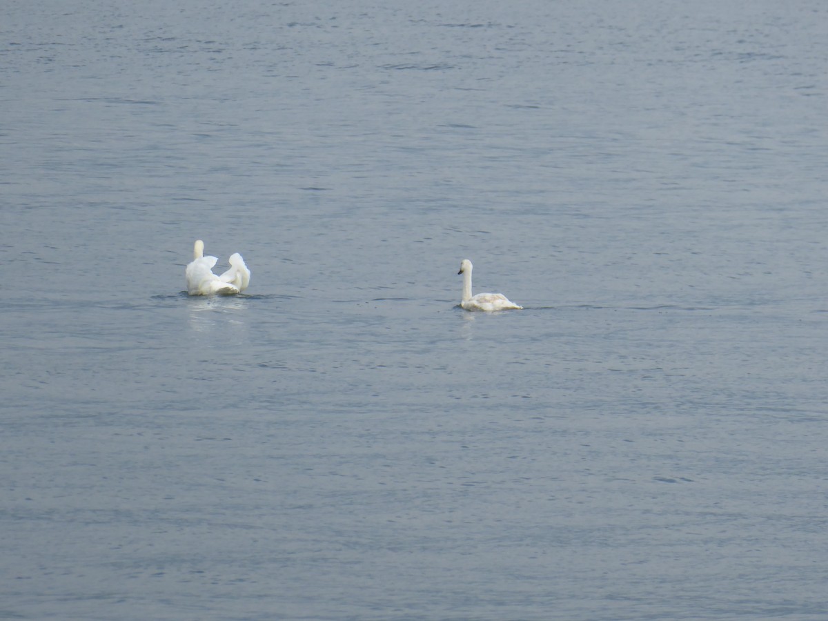Mute Swan - ML640646851