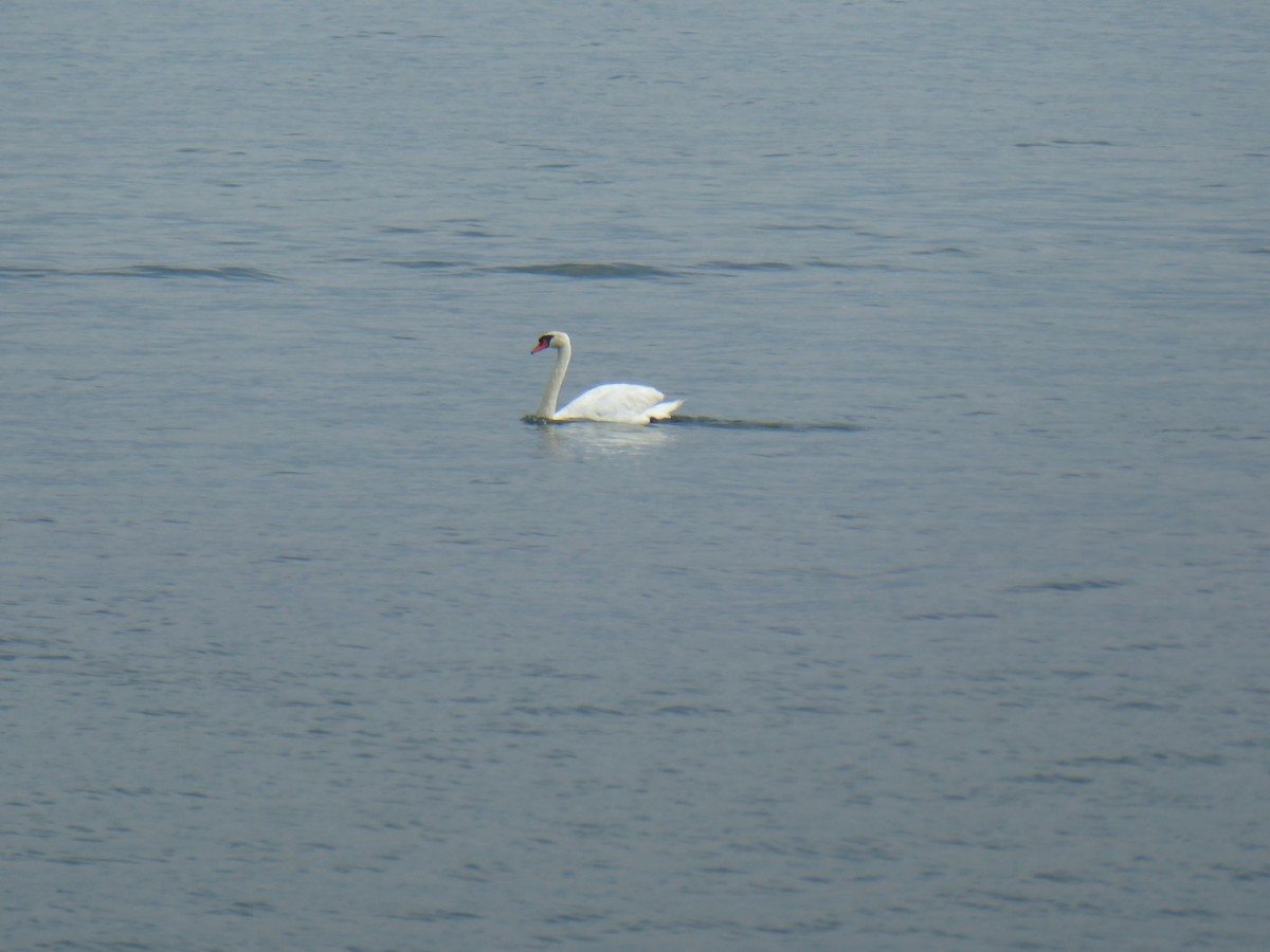 Mute Swan - ML640646854