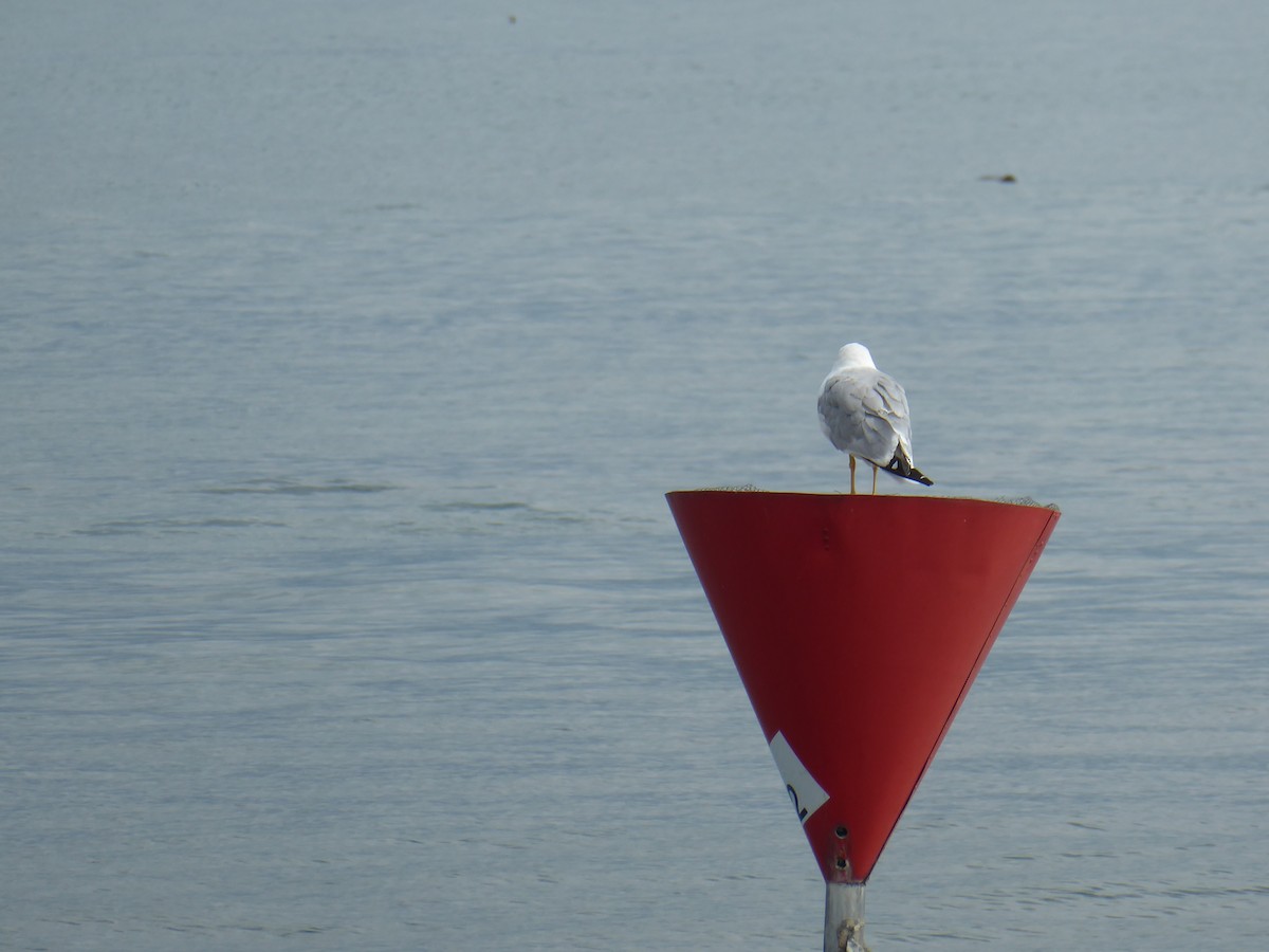 Yellow-legged Gull - ML640646857