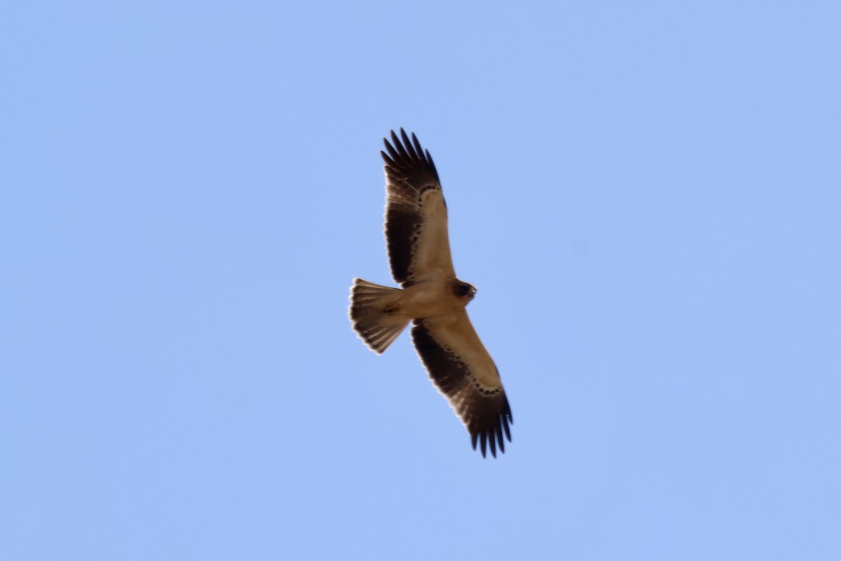 Booted Eagle - ML640646932