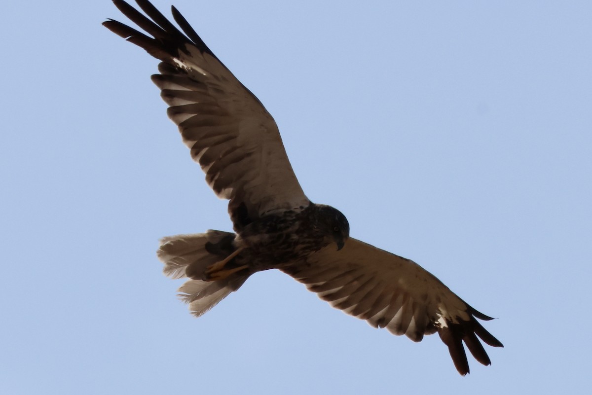 Western Marsh Harrier - ML640646949