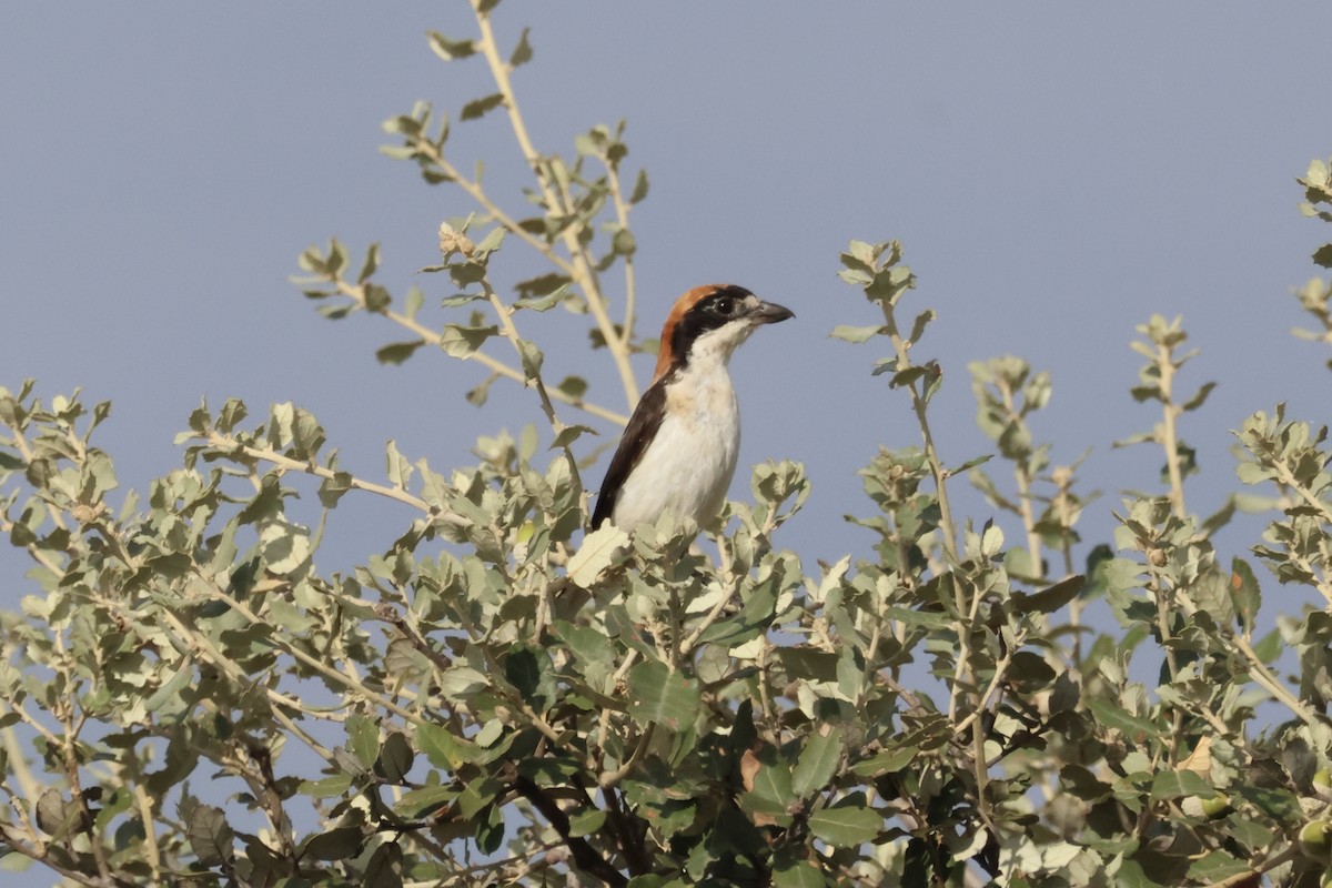 Woodchat Shrike - ML640646982
