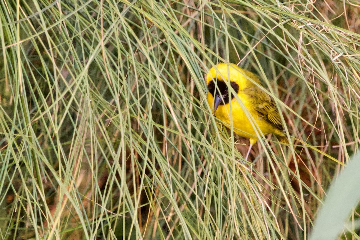 Slender-billed Weaver - ML640646988