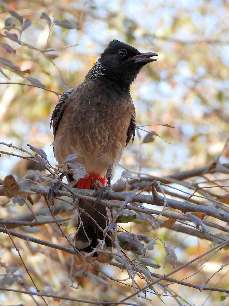 Red-vented Bulbul - ML640647001