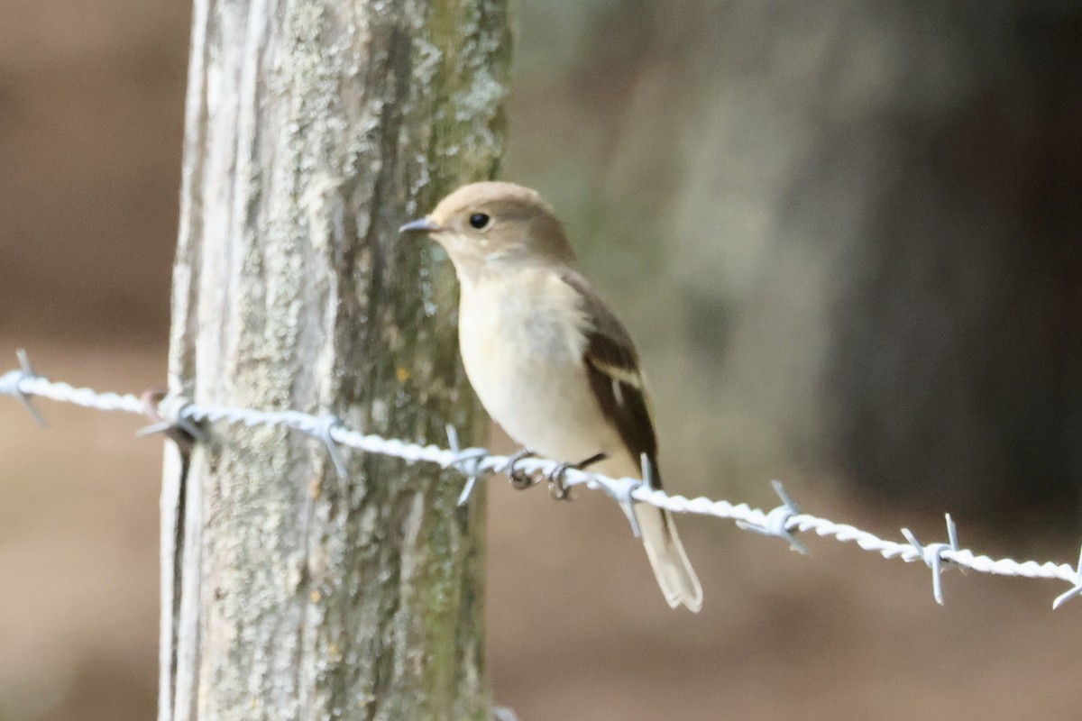 European Pied Flycatcher - ML640647011