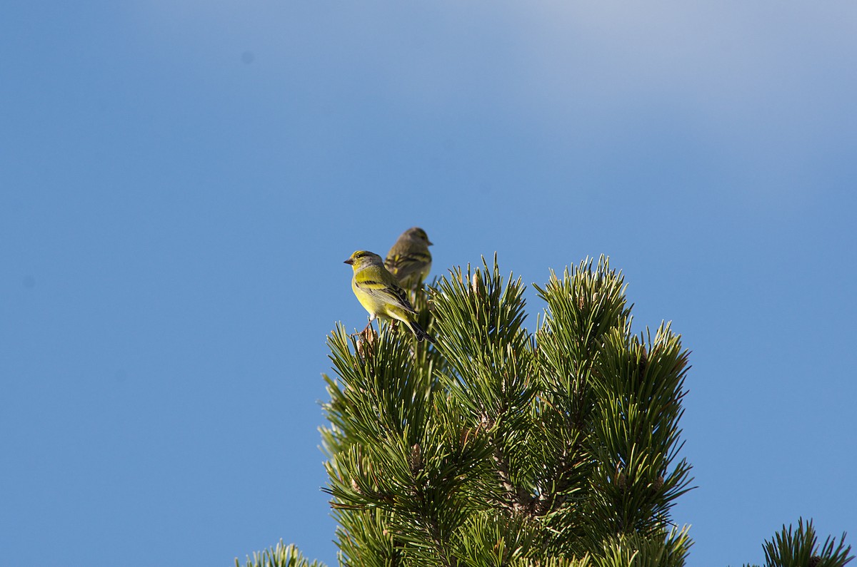 Mendi-txirriskila arrunta - ML640647015