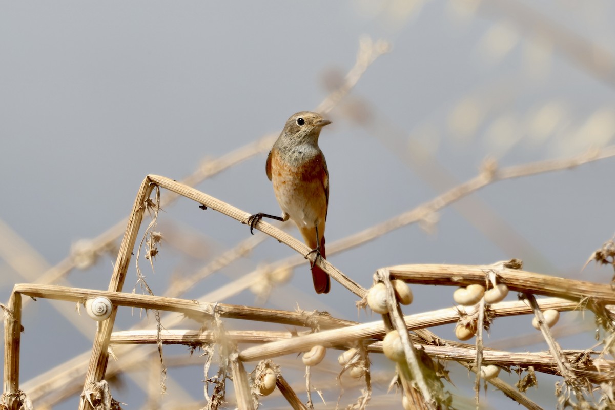 Common Redstart - ML640647020