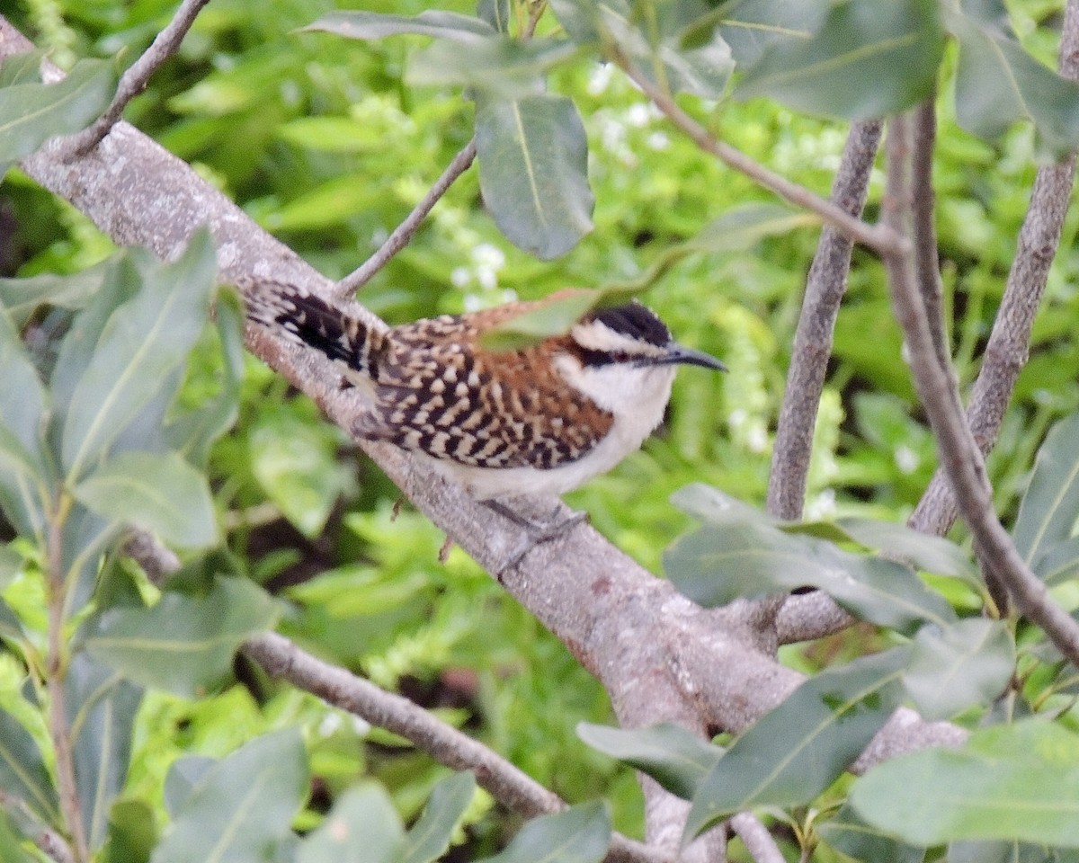 Rufous-backed Wren - ML640647027