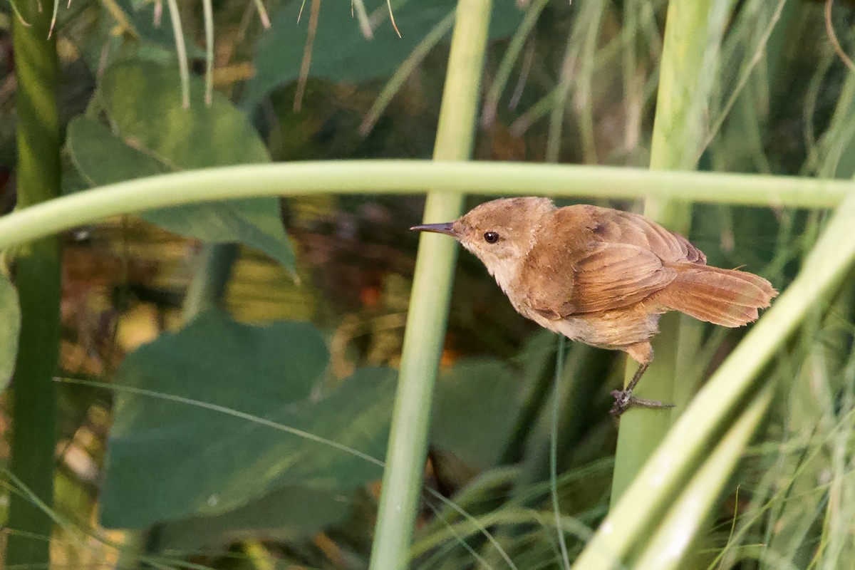 Highland Rush Warbler - ML640647047