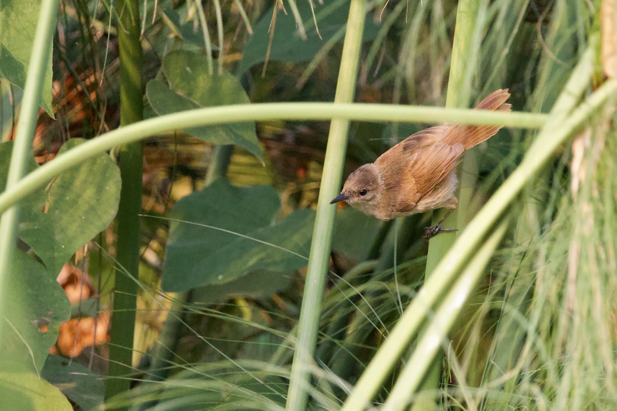 Highland Rush Warbler - ML640647054