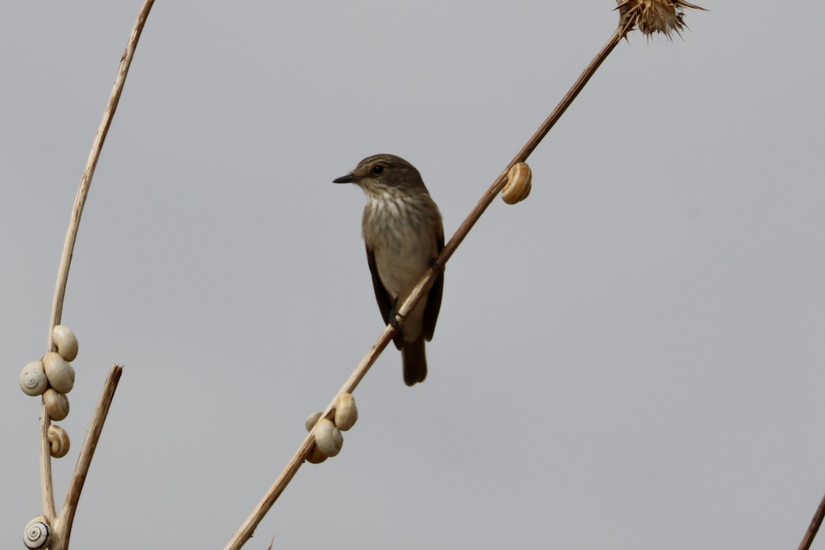 Spotted Flycatcher - ML640647061