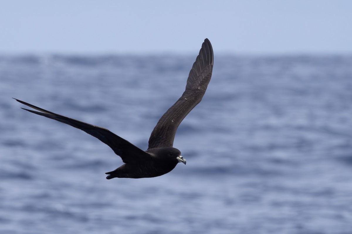 Parkinson's Petrel - ML640647100