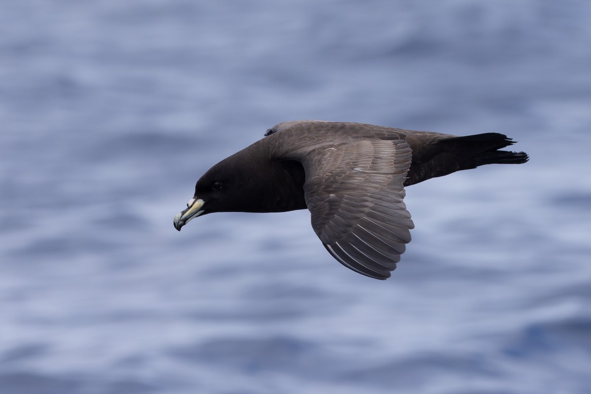 Parkinson's Petrel - ML640647113